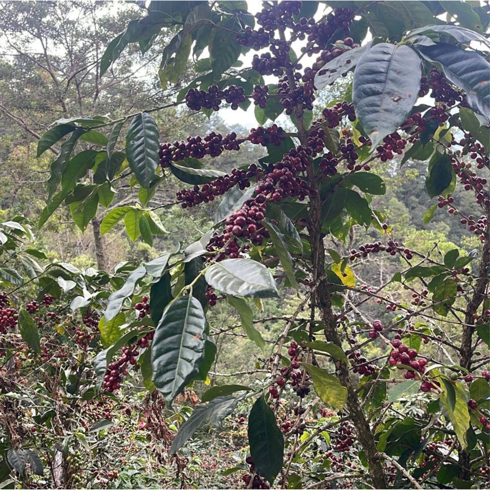 Tierra Bendita Pacamara