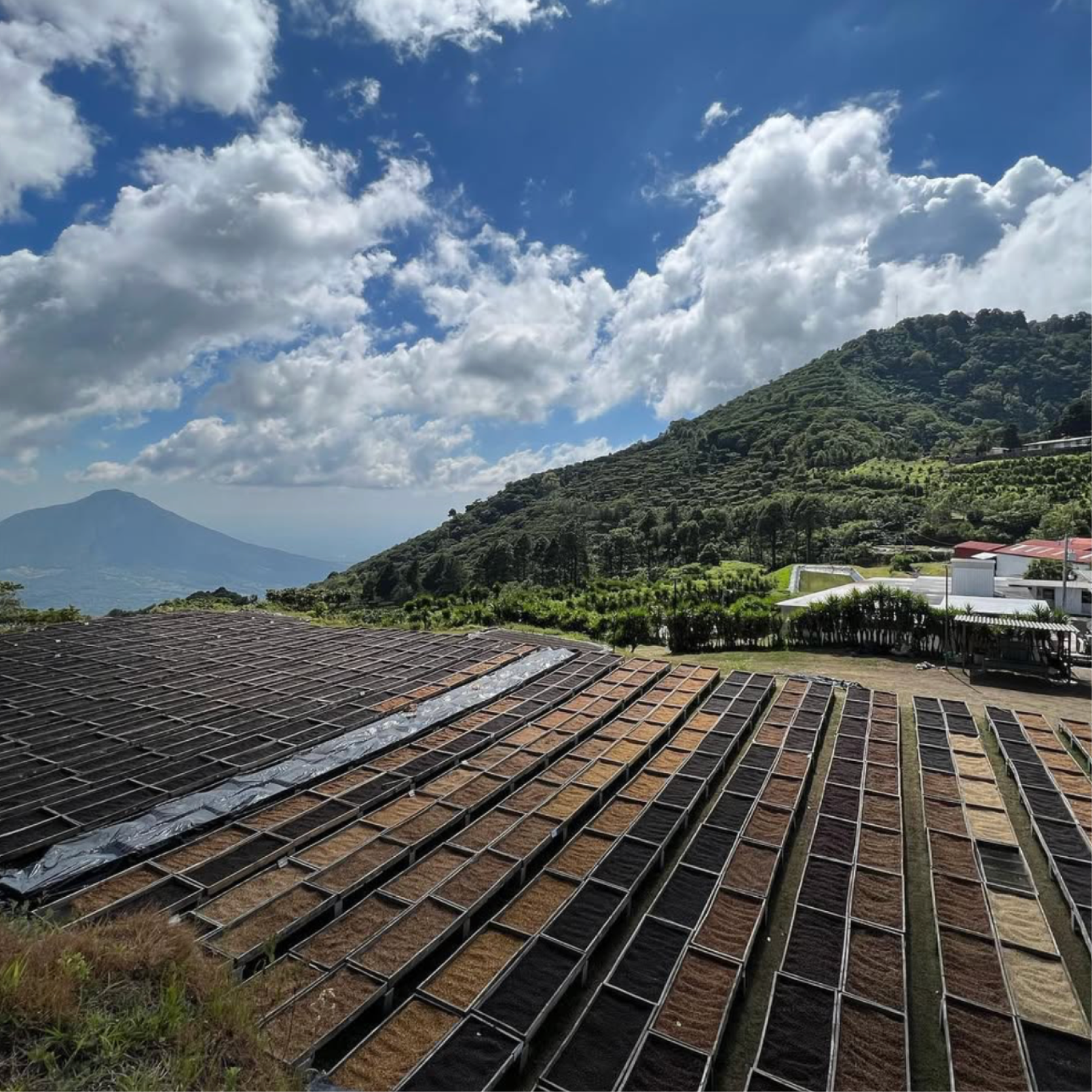 Los Pirineos Pacamara