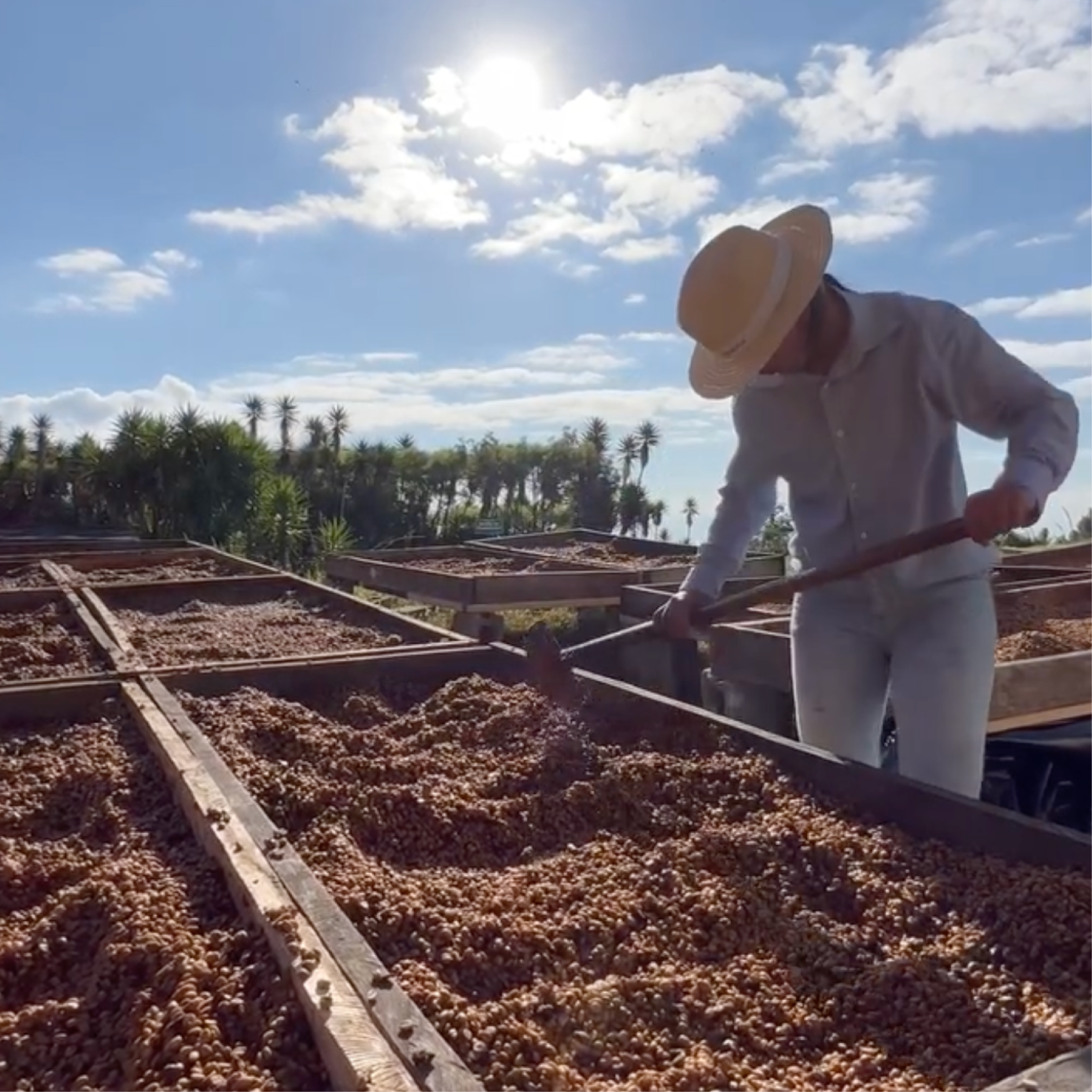 Los Pirineos Pacamara