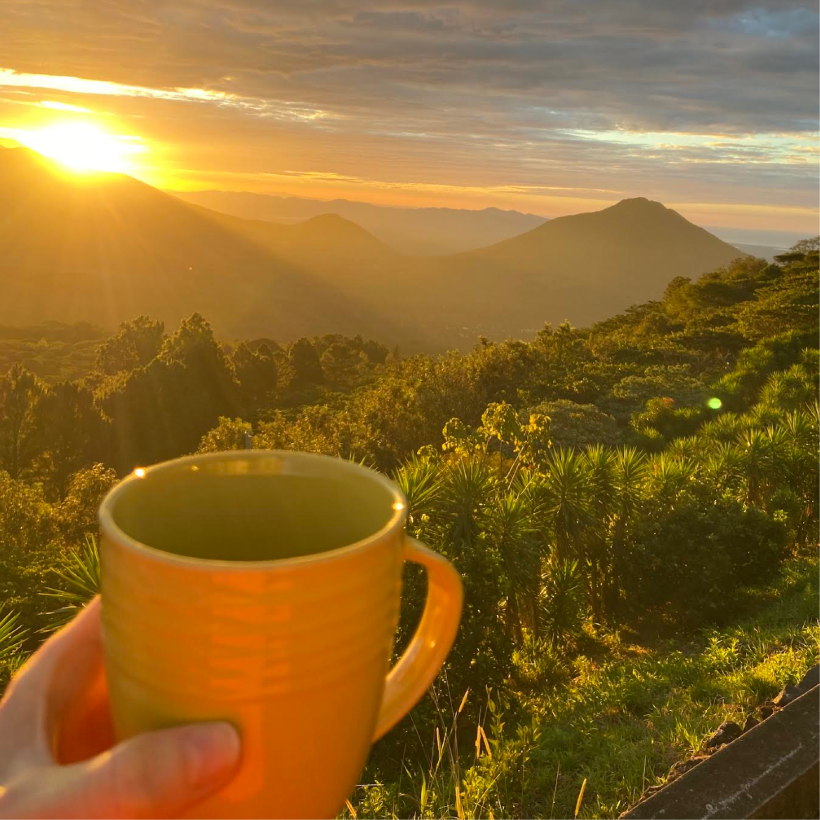 Los Pirineos Pacamara