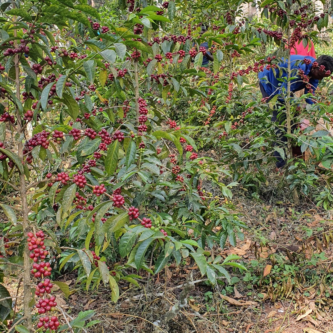 Hambela