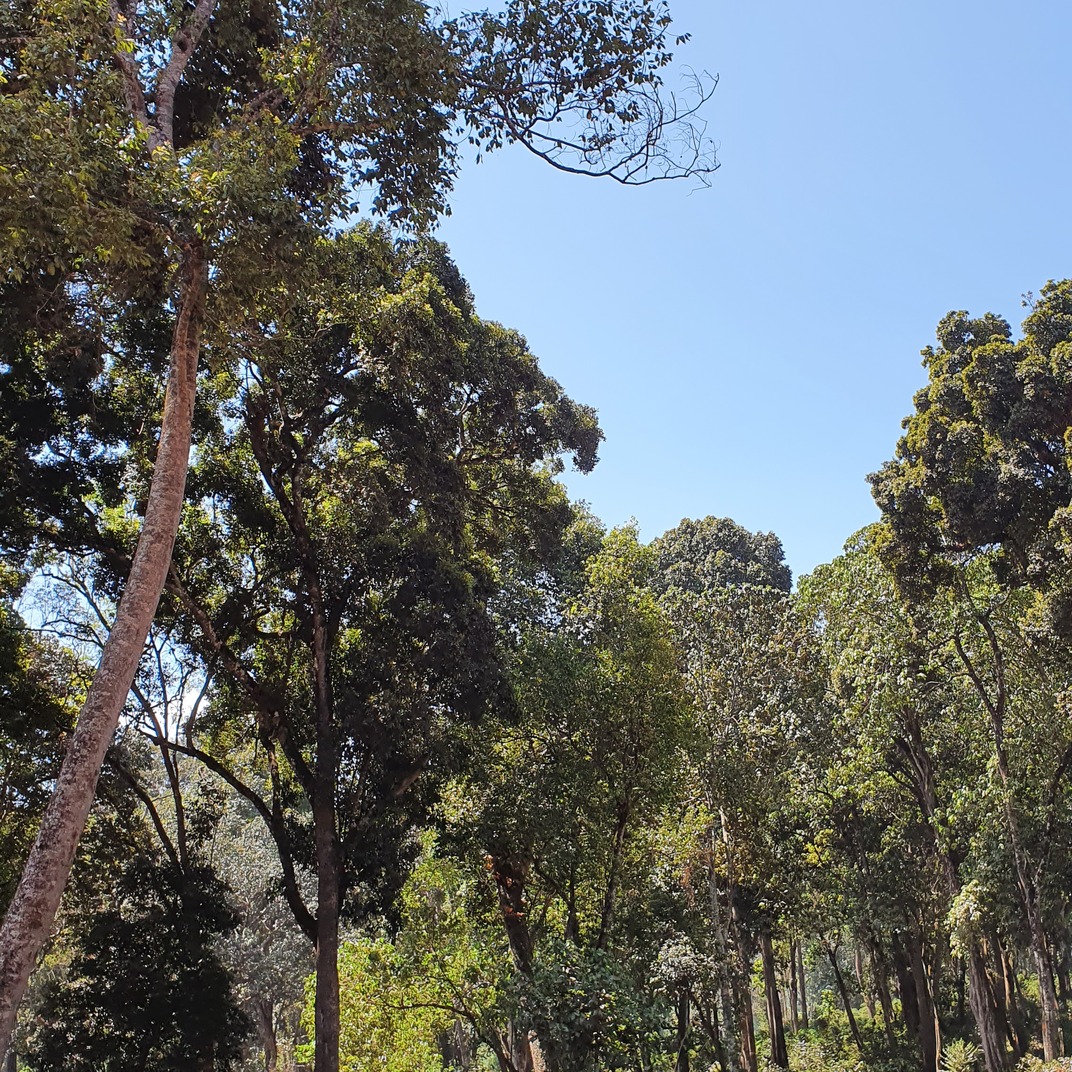 Hambela