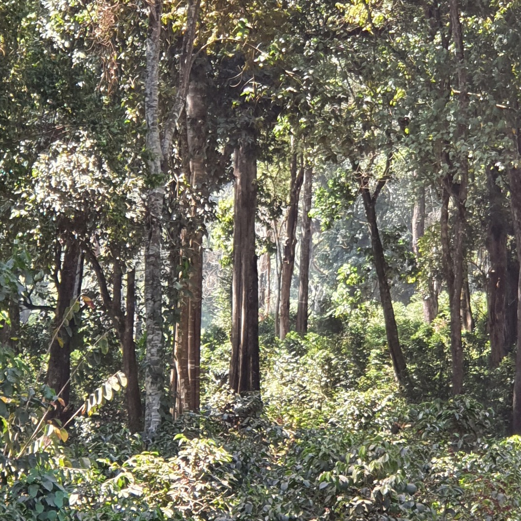 Hambela